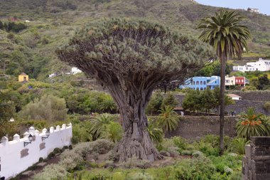 İspanya, Kanarya Adaları, Tenerife, en eski ejder ağacı Icod de los Vinos