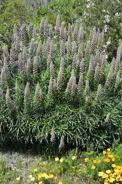 Ισπανία Κανάρια Τενερίφη Ανθίζοντας Echium Simplex Aka Έχιο Πύργοι Των — Φωτογραφία Αρχείου