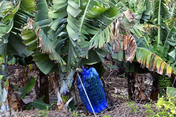 Espanha Ilhas Canárias Tenerife Cultivo Bananas Folha Protetora São Uma — Fotografia de Stock