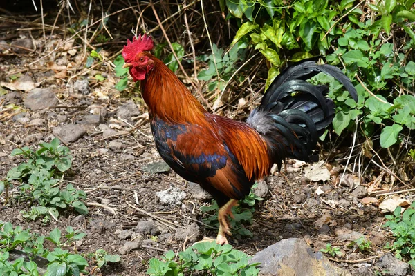 Spanien Kanarische Inseln Hahn — Stockfoto