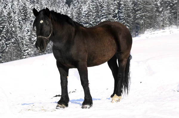 Austria Noriker Horse Aka Pinzgauer Caballo Nieve — Foto de Stock