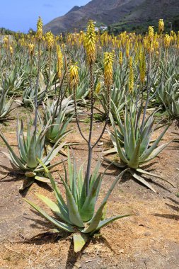 İspanya, Kanarya Adaları, La Gomera, Aloe Vera Saç ekimi