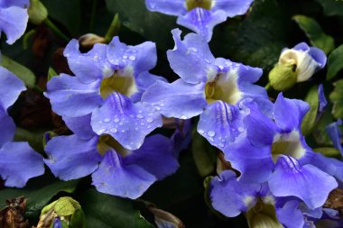 İspanya, Kanarya Adaları, Tenerife, su çiçekli çit üzerinde bırakır.