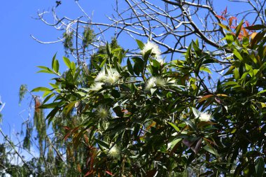 İspanya, Kanarya Adaları, Tenerife, çiçekli Rose elma ağacı aka Syzygium jambos
