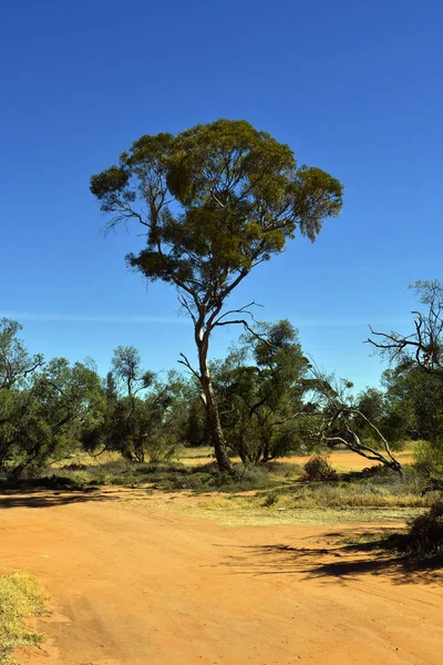 Αυστραλία Αγροτικό Δρόμο Και Δέντρο Ευκαλύπτου — Φωτογραφία Αρχείου