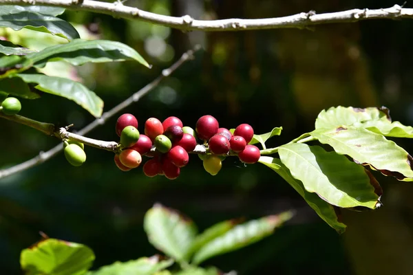 Spanien Kanarische Inseln Teneriffa Früchte Des Kaffeebaums — Stockfoto