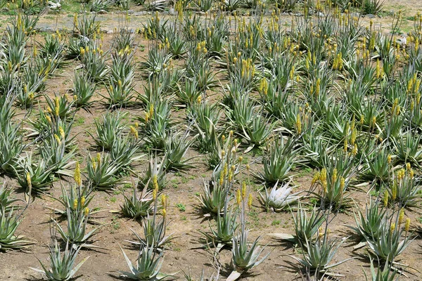 Espanha Ilhas Canárias Gomera Plantação Aloe Vera — Fotografia de Stock