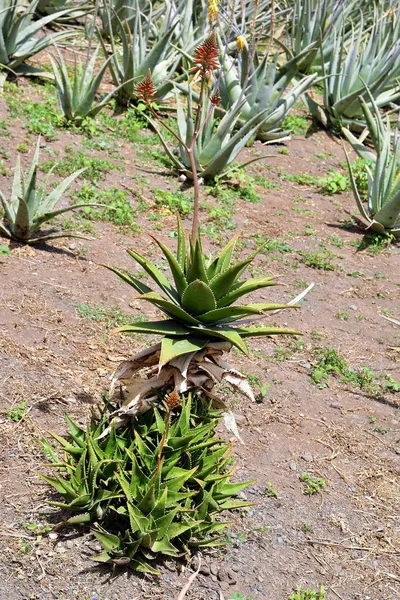 Espanha Ilhas Canárias Gomera Plantação Aloe Vera — Fotografia de Stock