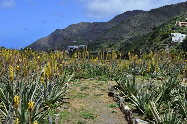 Espanha Ilhas Canárias Gomera Plantação Aloe Vera — Fotografia de Stock