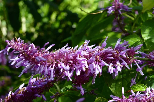 España Islas Canarias Tenerife Odontonema Callistachyum Aka Purple Firespike —  Fotos de Stock