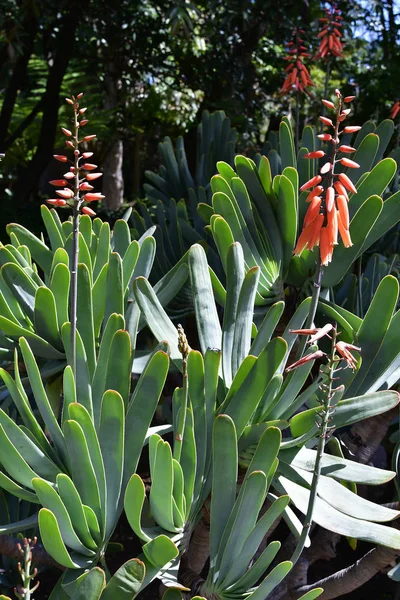 西班牙 加那利群岛 特内里费岛 Kmara Plicatilis Aloe Plicatilis — 图库照片