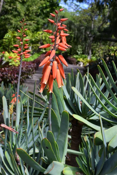 Espagne Îles Canaries Tenerife Kumara Plicatilis Alias Aloe Plicatilis — Photo