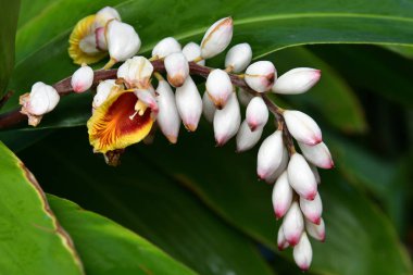 İspanya, Kanarya Adaları, Tenerife, Alpinia zerumbet aka kabuk zencefil çiçeği