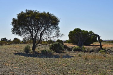 Avustralya, Nsw, iki kanguru Mungo Milli Parkı içinde ağaç gölgesinde