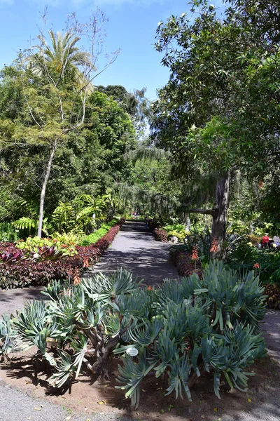 Teneriffa Kanarieöarna Spanien April 2018 Oidentifierade Personer Botaniska Trädgård Puerto — Stockfoto