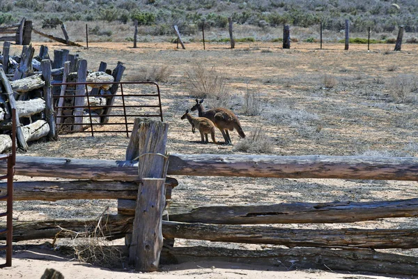 Australia, NSW, two kangaroos at old Zanci woolshed from 19th century in Mungo national park