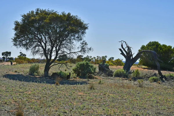 Australia Nsw Dos Canguros Sombra Árbol Parque Nacional Mungo —  Fotos de Stock