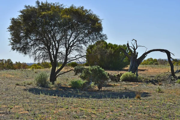 Australia Nsw Dos Canguros Sombra Árbol Parque Nacional Mungo —  Fotos de Stock