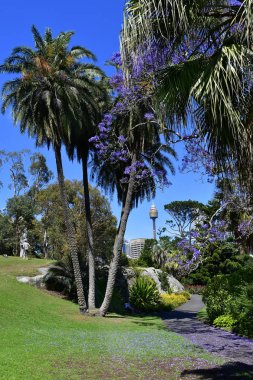 Avustralya, nsw, sydney