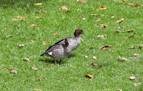 Austrálie, wood duck — Stock fotografie