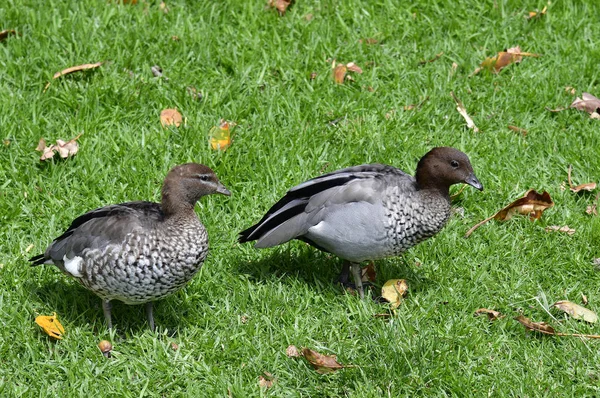 Australia, Zoology, Duck — Stock Photo, Image