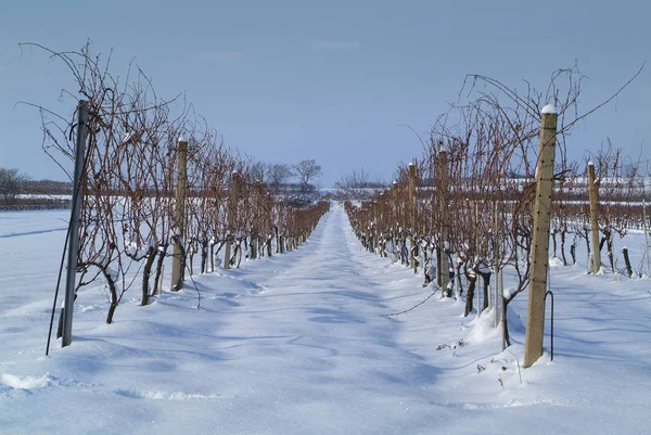 Austria, Winter, Vineyard