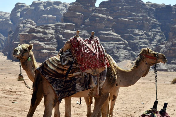 Jordan, camel in Wadi Rum — Stock Photo, Image