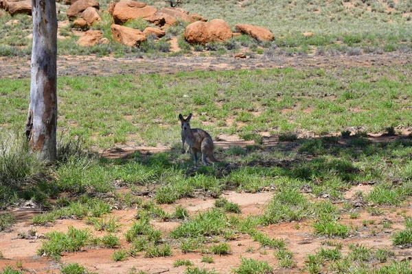 Kenguru Nt, Alice Springs, Ausztrália — Stock Fotó