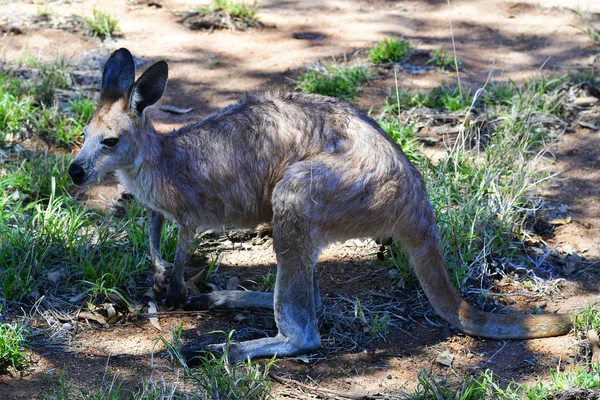 Australia, NT, Kangaroo — Stock Photo, Image