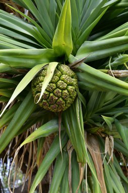 Avustralya, botanik, Pandanus Palm