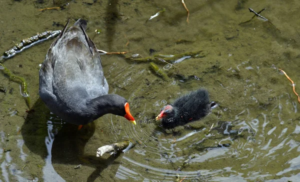 Australia, Victoria, Zoologia, Moorhen — Foto Stock