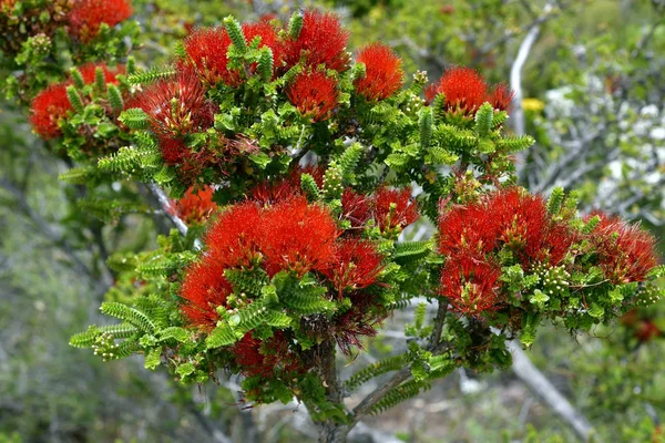 Australia, Botany, Bottlebrush — Stock Photo, Image