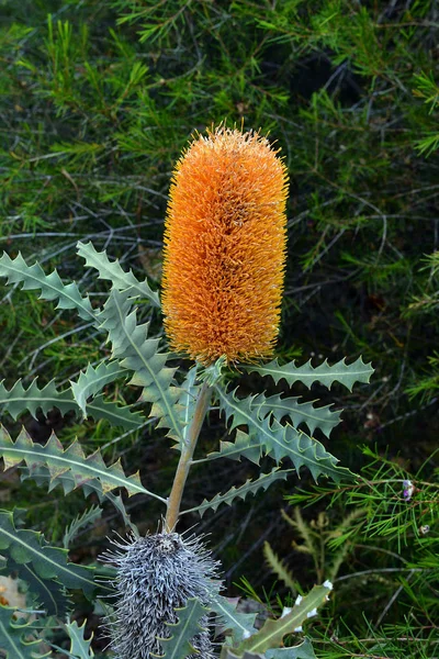 Australia,  Botany, Banksia — Stock Photo, Image
