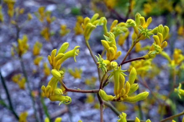 Australia,  Botany, Kangaroo Paw plant