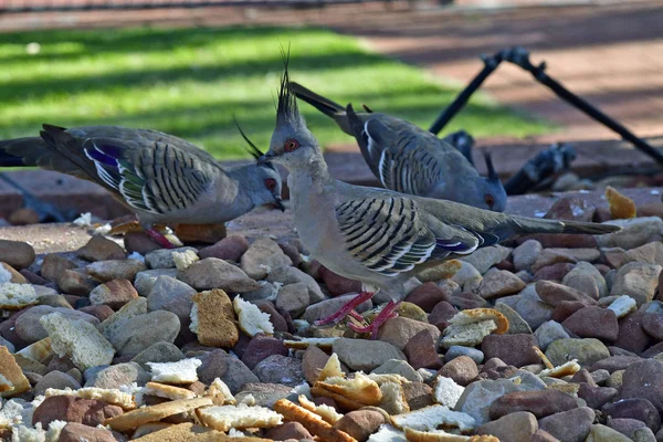 Australia, Zoology, Crested pigeon — Stock Photo, Image