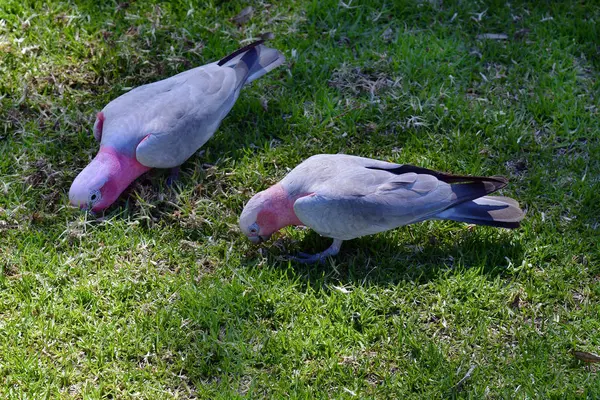 호주, 동물학, Galah — 스톡 사진