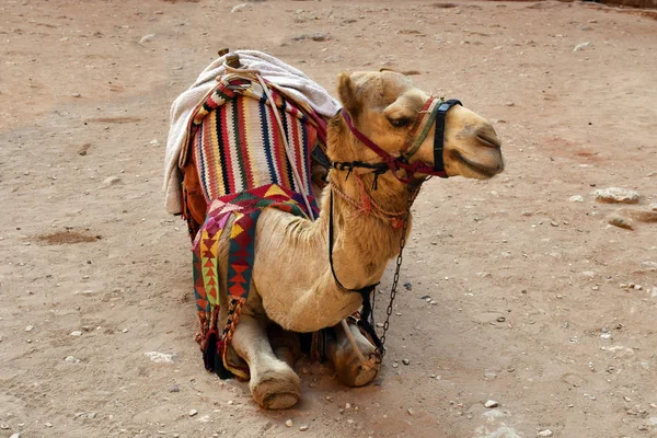 Jordan, Camel — Stock Photo, Image