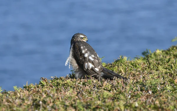Zoology, Sparrowhawk — Stock Photo, Image