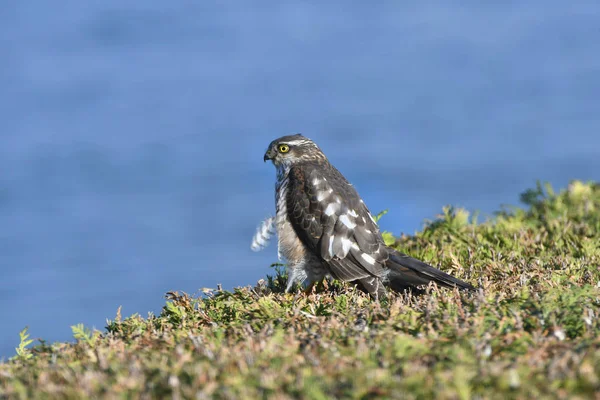 Зоология, Sparrowhawk — стоковое фото