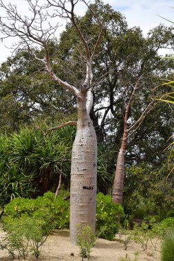Avustralya, Wa, Perth, Botanik