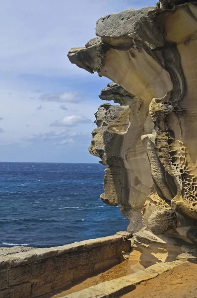 Avustralya, Nsw, Sidney, doğa