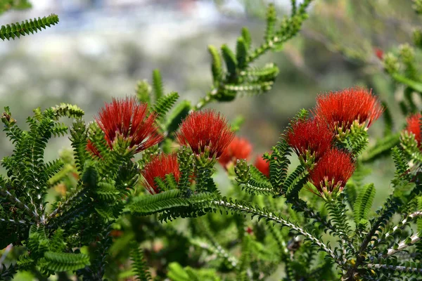 Australia,  Botany — Stock Photo, Image