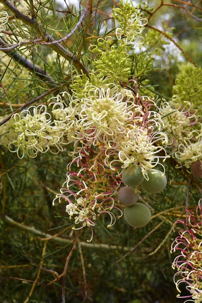 オーストラリア、植物学 — ストック写真