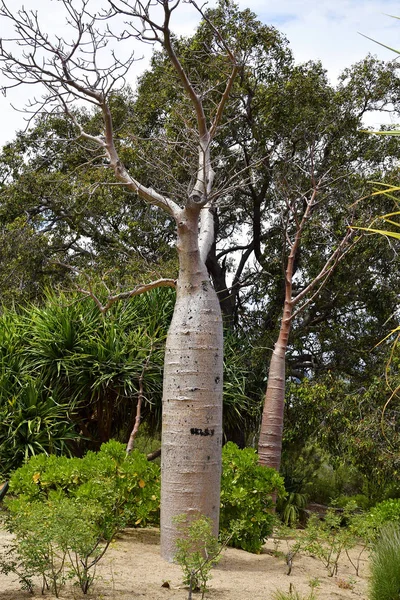 Australia, WA, Perth, Botánica — Foto de Stock