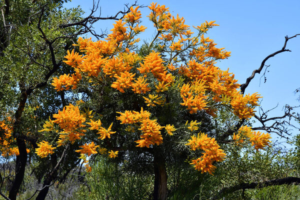 Australia, WA, Nature