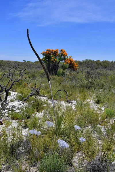 Avustralya, Wa, Doğa