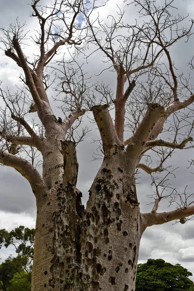 Australien, wa, perth, botanik — Stockfoto