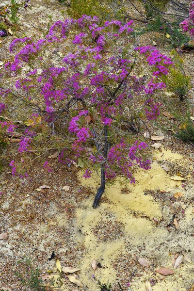 Australia, Wa, botanika — Zdjęcie stockowe