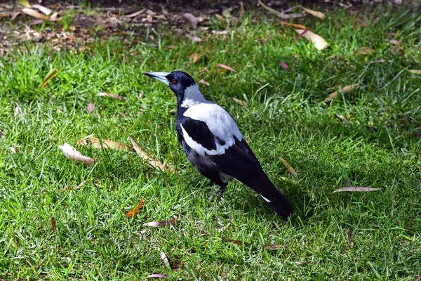 Austrálie, zoologie, Magpie — Stock fotografie