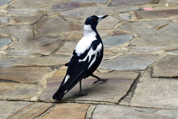 Australische ekster — Stockfoto